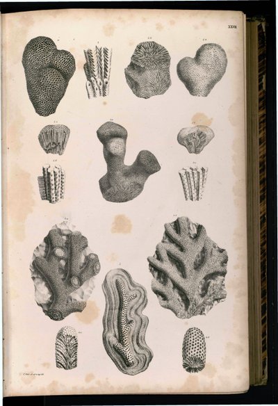 Tablo by Georg August Goldfuß
